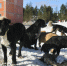 31B7B08E-D597-4578-B965-492892001542 - NeruLife.Ru
