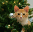 6e6863823862cdb0135e9b166cd4b9b3 - NeruLife.Ru