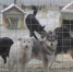 kvp_sobaki-00040-scaled - NeruLife.Ru