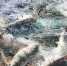 IMG-20241021-WA0014 - NeruLife.Ru