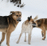 cd0f9b7dcb9916826b752c82274c6e79 - NeruLife.Ru
