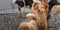many-cute-rescue-dogs-shelter-waiting-be-adopted_23-2148682949 - NeruLife.Ru