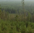 лес - NeruLife.Ru