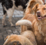 many-cute-rescue-dogs-shelter-waiting-be-adopted_23-2148682949 - NeruLife.Ru