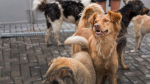 many-cute-rescue-dogs-shelter-waiting-be-adopted_23-2148682949