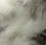 17425decb03e25e425b4774dbeb20aca__2000x2000 - NeruLife.Ru