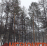 IMG_20260331_155501 - NeruLife.Ru